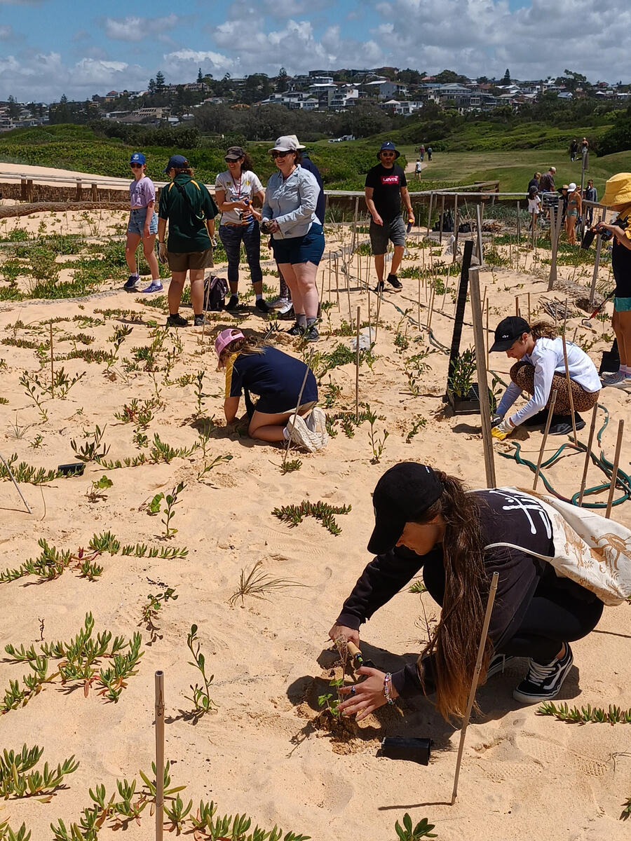 Sand Dunes Restoration Scouts and the community joined in the planting
