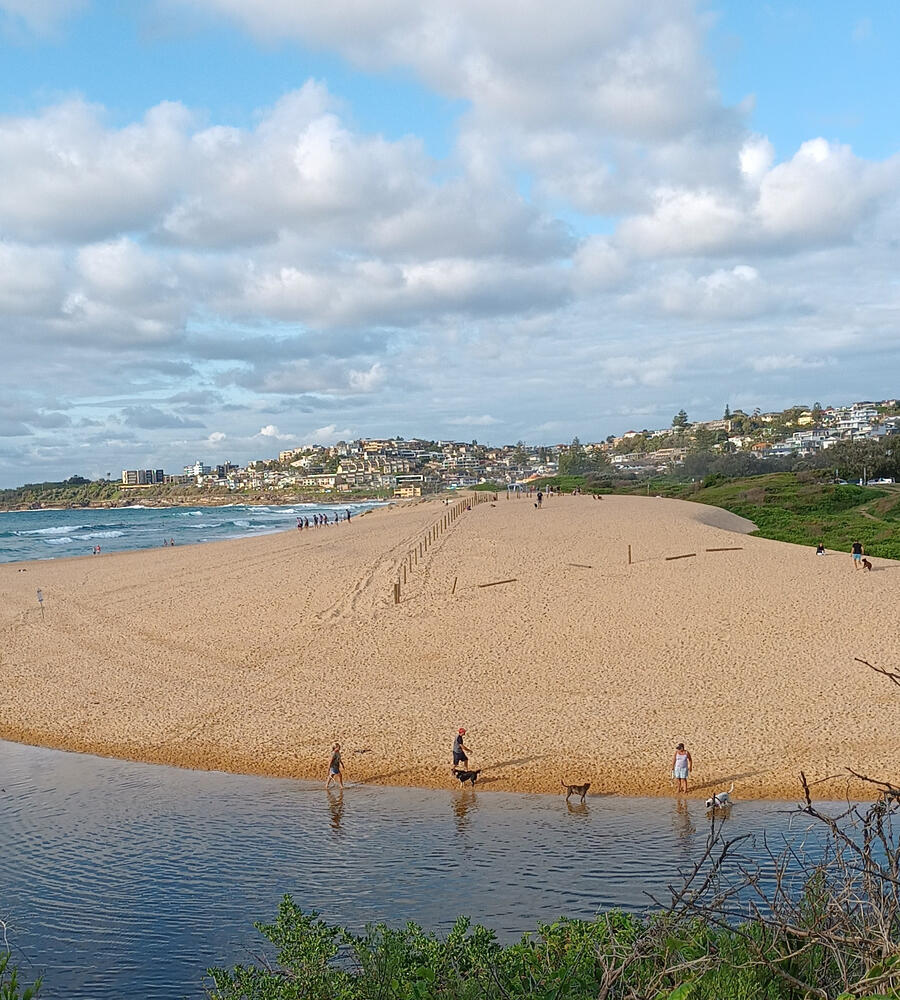 Council have fenced the top of the dune ready for planting